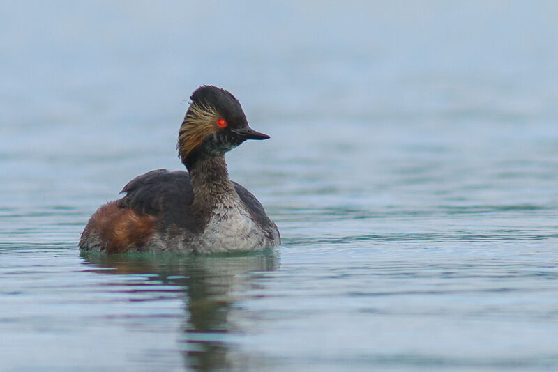 Black-necked Grebe