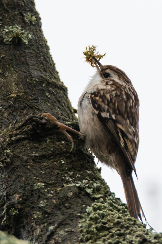 Short-toed Treecreeper