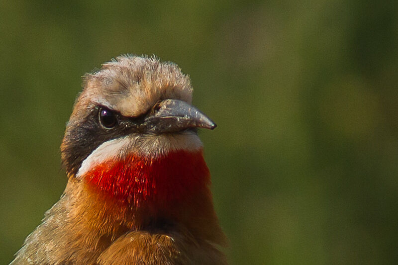 White-fronted Bee-eater