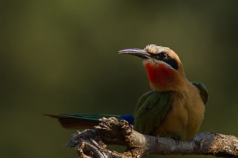 White-fronted Bee-eater