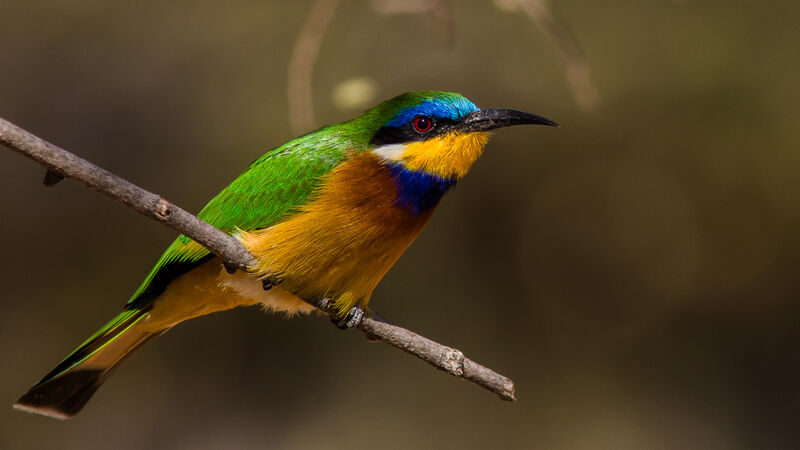 Ethiopian Bee-eater