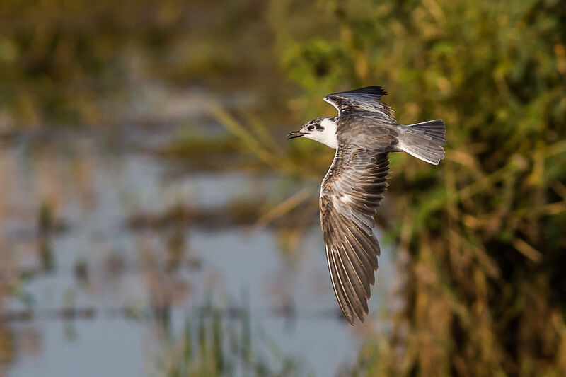 Guifette leucoptère