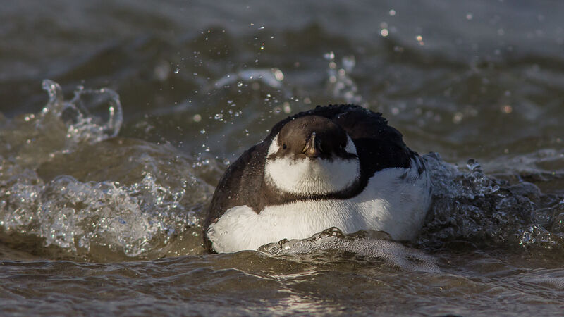 Guillemot de Troïl