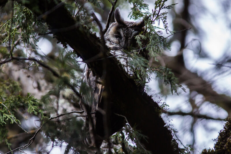 Hibou d'Abyssinie