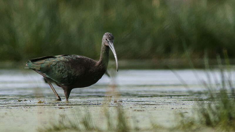 Ibis falcinelle