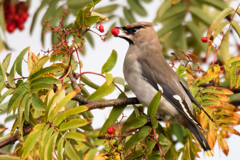 Bohemian Waxwing, eats