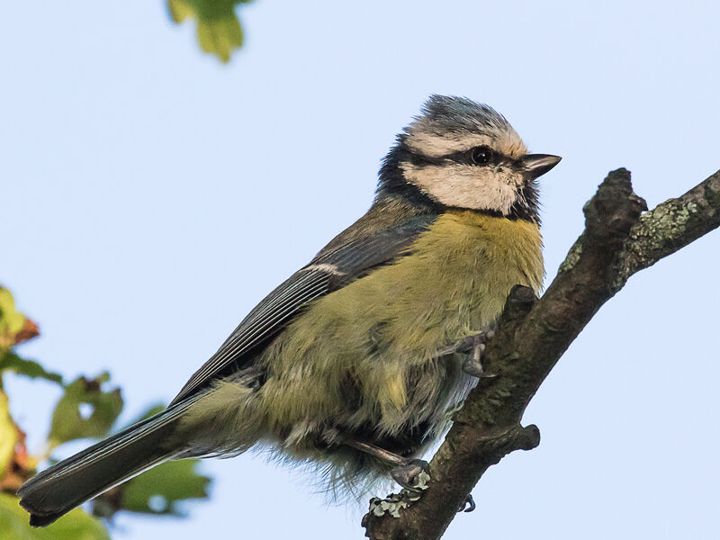 Mésange bleue