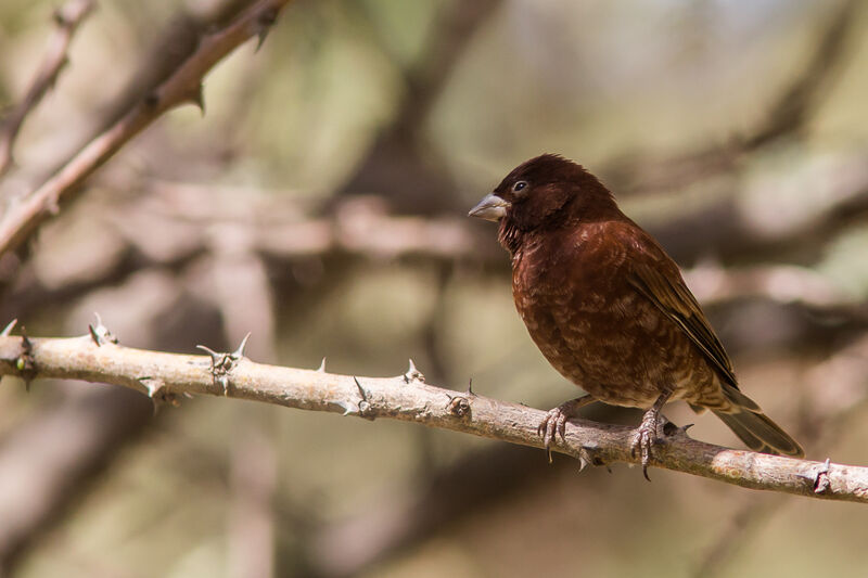 Moineau d'Emin