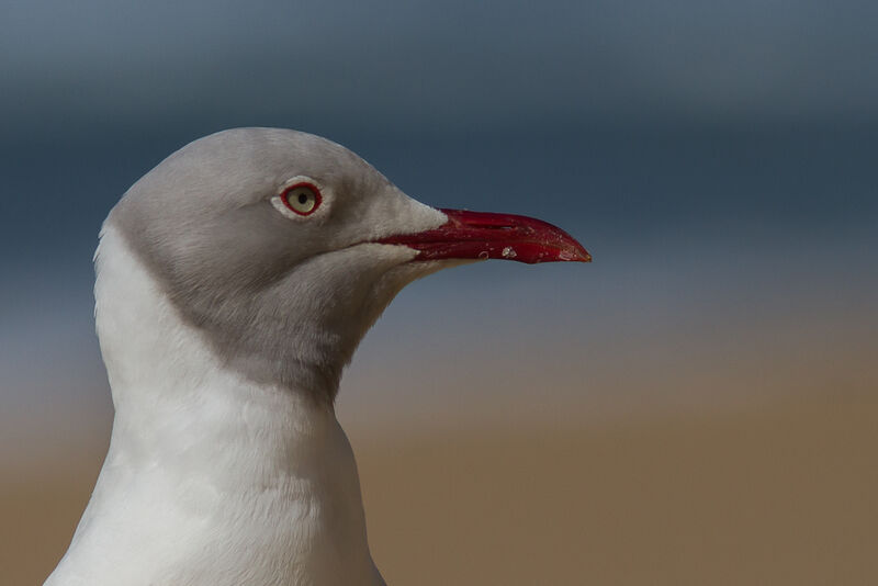 Grey-headed Gull