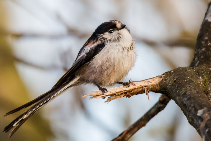 Long-tailed Tit