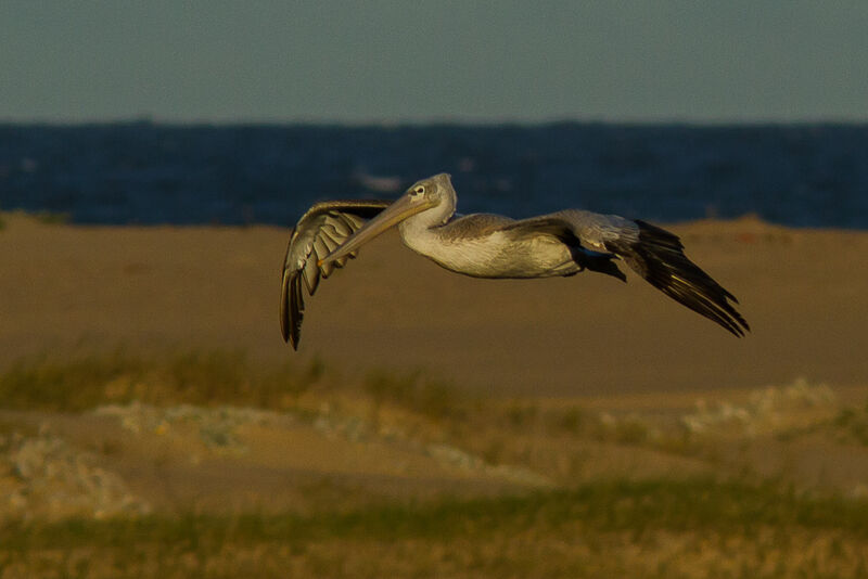 Pink-backed Pelican