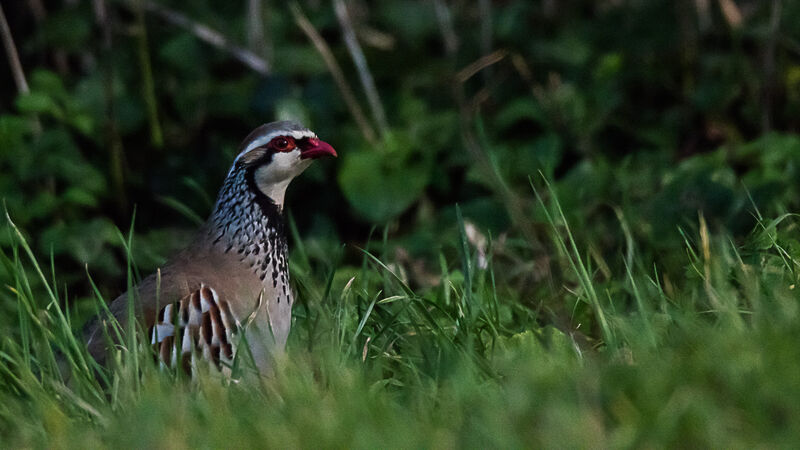 Red-legged Partridge