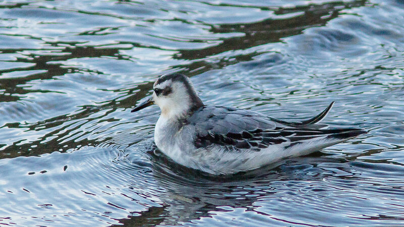 Red Phalarope