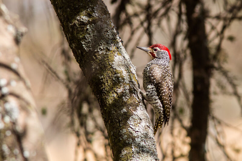 Nubian Woodpecker