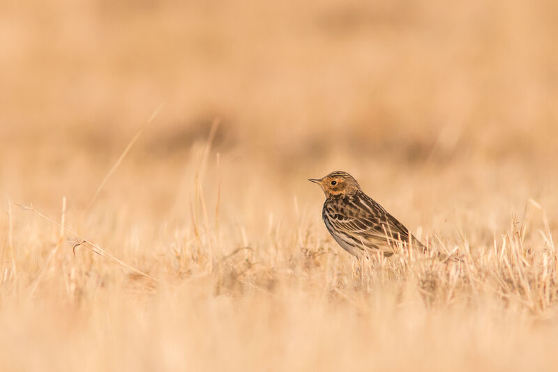 Pipit à gorge rousse