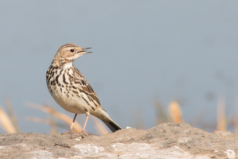 Pipit à gorge rousse