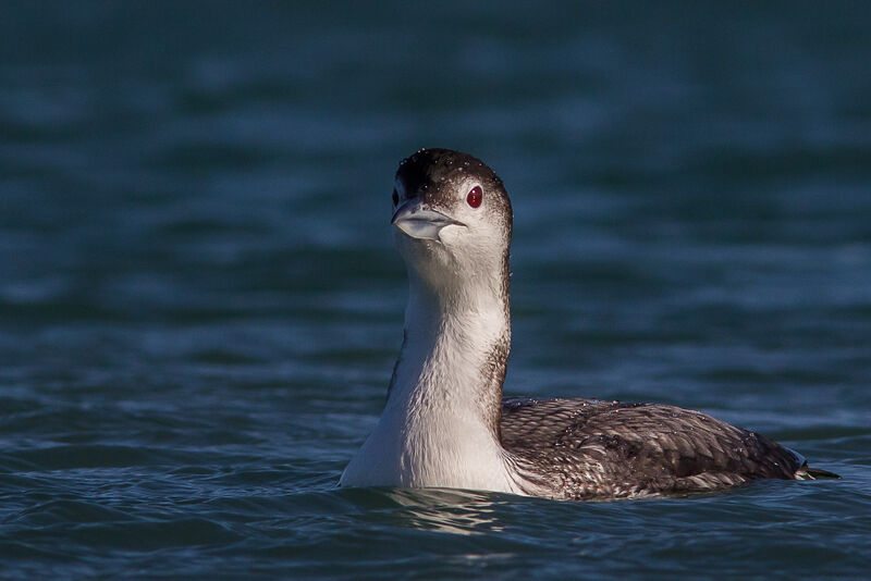 Common Loon