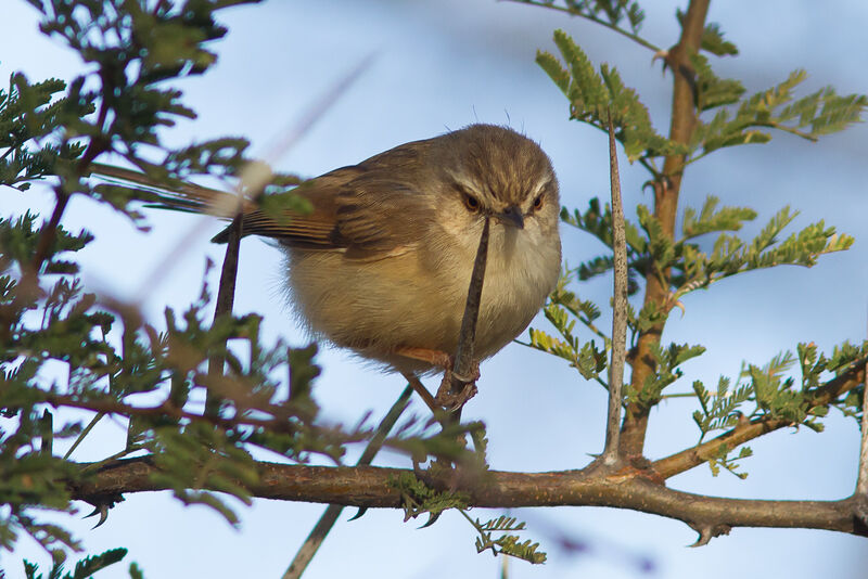 Tawny-flanked Prinia