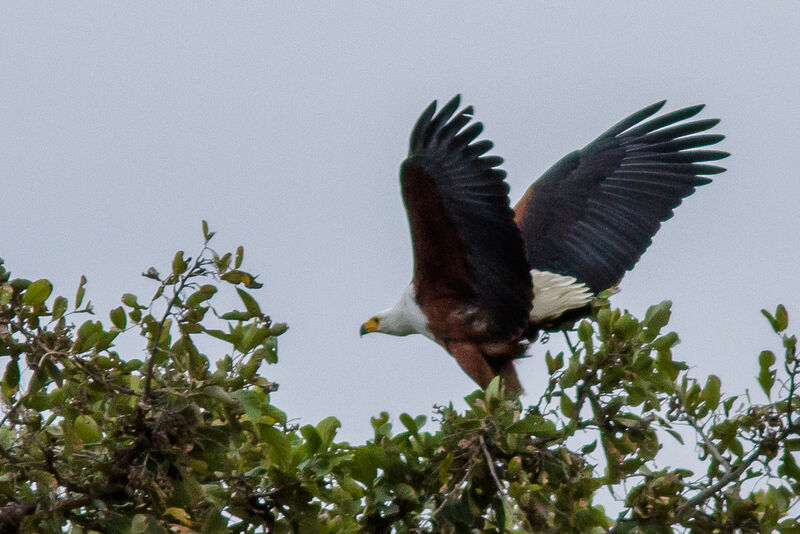 African Fish Eagle