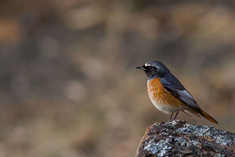 Common Redstart