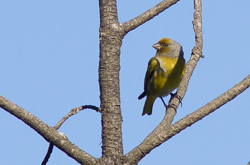 Cape Canary