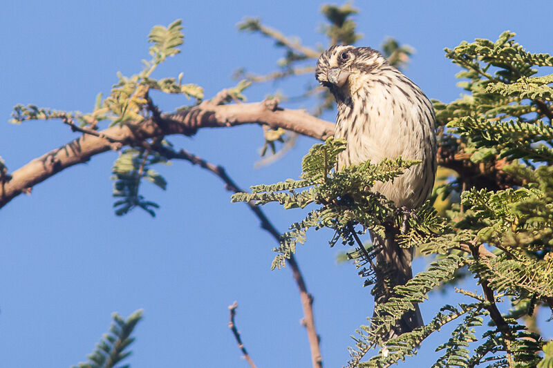 Streaky Seedeater