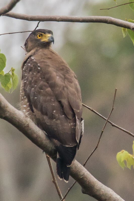 Crested Serpent Eagle, identification, close-up portrait