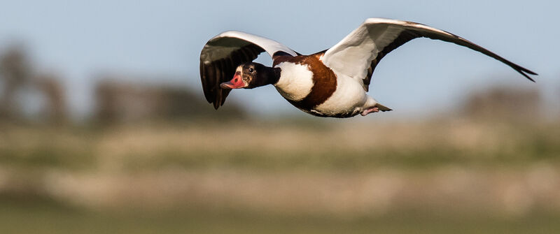 Common Shelduckadult