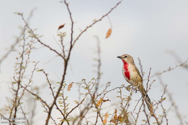 Rosy-patched Bushshrikeadult