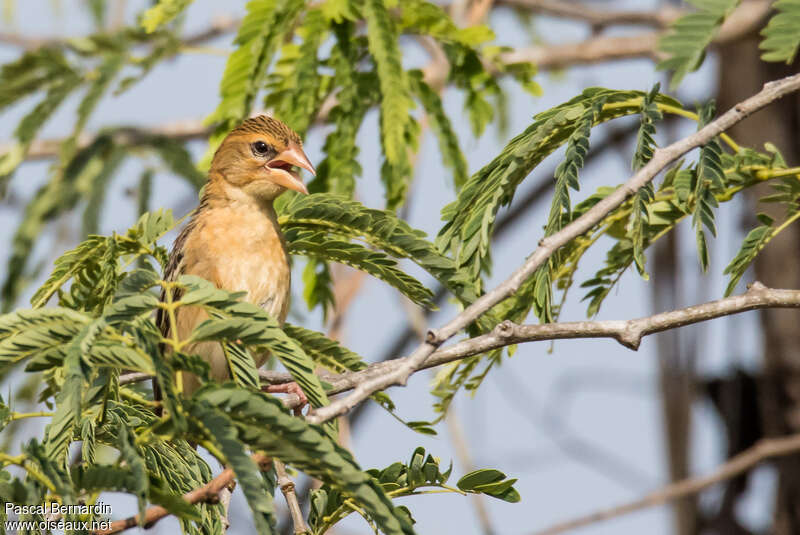 Asian Golden Weaver female adult, close-up portrait, feeding habits