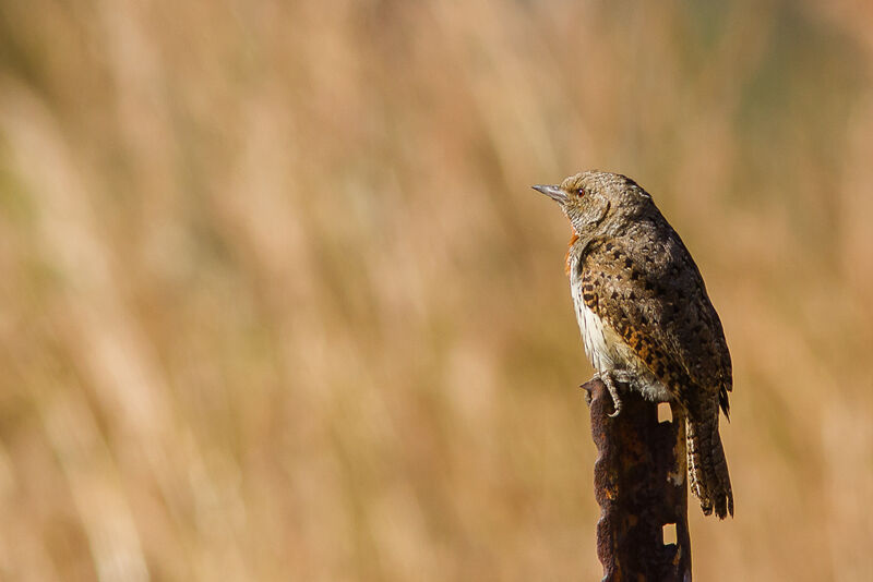 Red-throated Wryneck