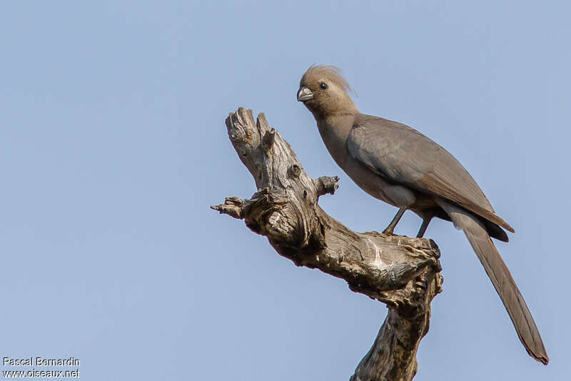 Grey Go-away-bird, identification