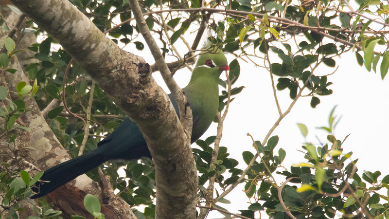 Livingstone's Turaco