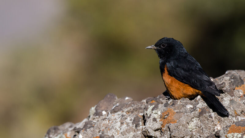 Mocking Cliff Chat