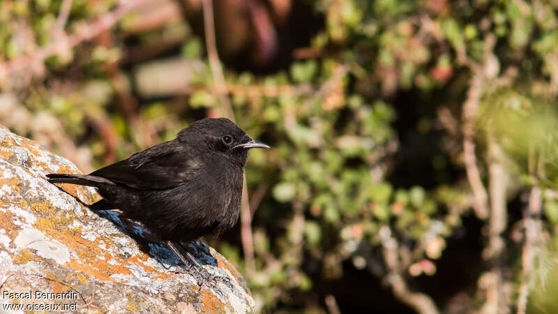 Rüppell's Black Chat