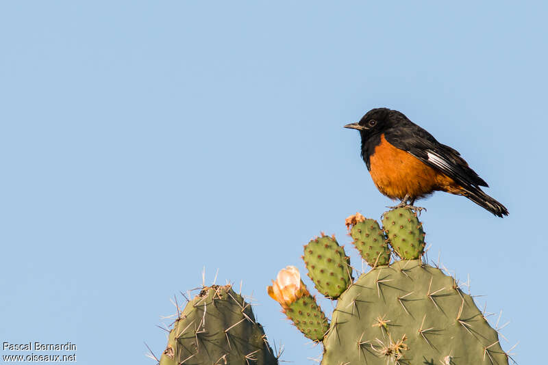 White-winged Cliff Chat male adult, identification