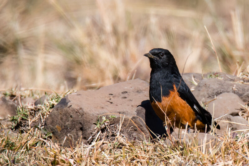 White-winged Cliff Chat