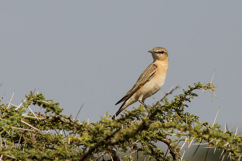 Isabelline Wheatear