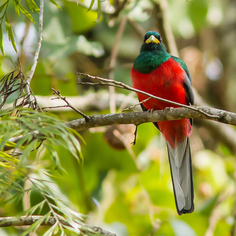 Narina Trogon