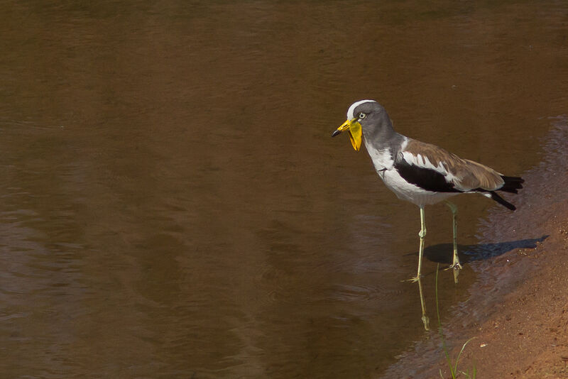 White-crowned Lapwing