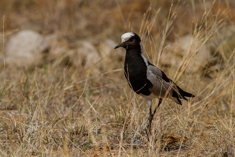 Blacksmith Lapwing