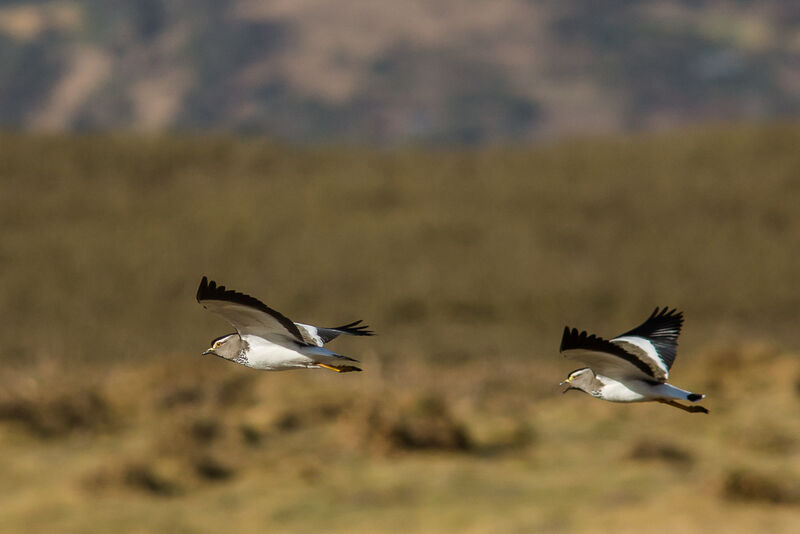 Spot-breasted Lapwing