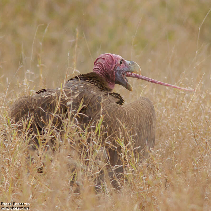 Vautour oricouadulte, mange