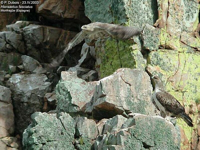 Aigle de Bonelli