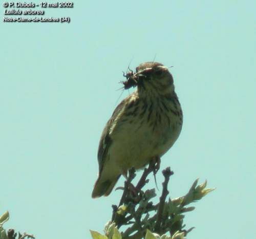 Woodlark