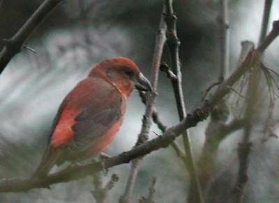 Red Crossbill