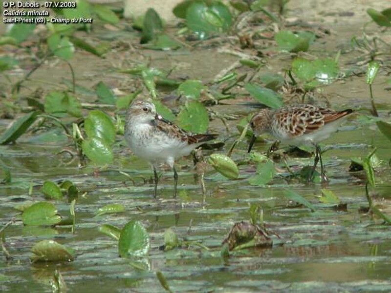 Little Stint