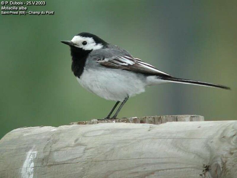 White Wagtail