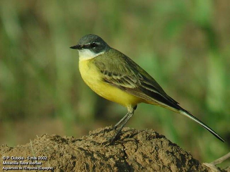 Western Yellow Wagtail