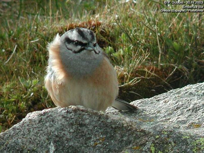 Rock Bunting